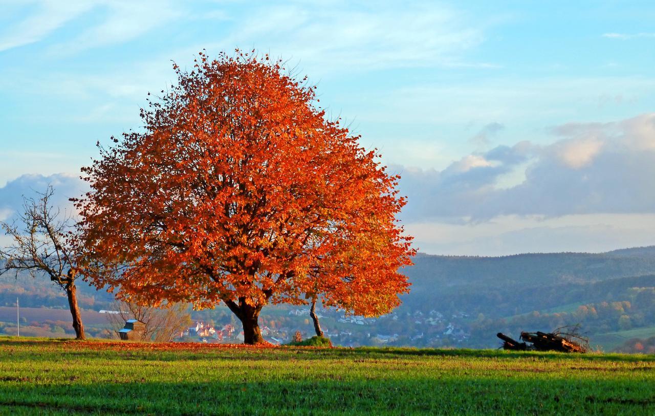 Restaurant Gruener Baum Hotel Leidersbach ภายนอก รูปภาพ